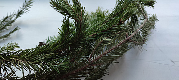 Фото  Fresh frozen fir branches