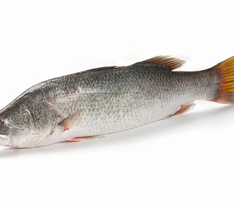 Barramundi fish BARRAMUNDI (LATES CALCARIFER) whole, ungutted, whole