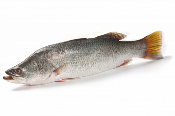 Фото Barramundi fish BARRAMUNDI (LATES CALCARIFER) whole, ungutted, whole