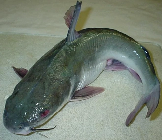 Gutted catfish (bag 30-35kg)