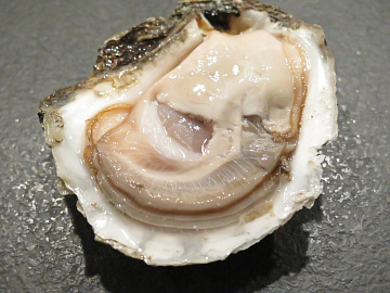Фото Oyster Imperial