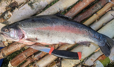 Preview Rainbow trout, unit frozen