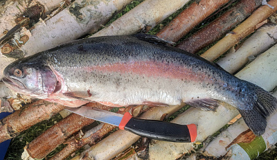 Превью Rainbow trout, unit frozen