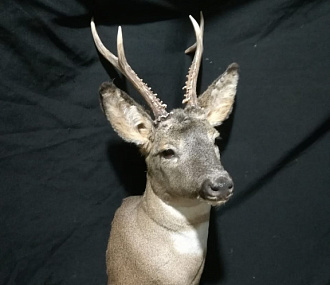 Roe deer head