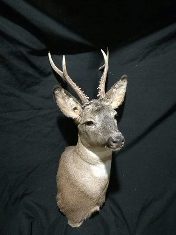 Фото Roe deer head