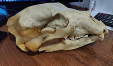 Preview Bear skull