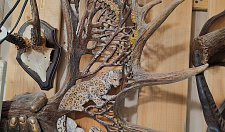 Preview Elk horn with leopard