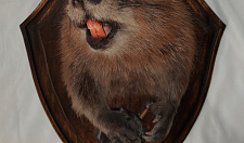 Preview Beaver with paws on a medallion