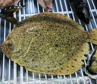 Flounder Kalkan, fresh frozen 5+ kg