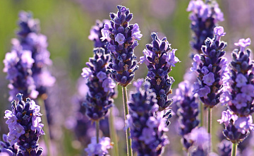 Фото Dried lavender