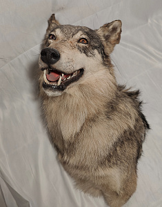 Превью Stuffed wolf