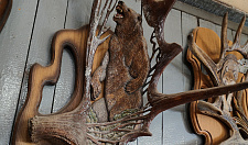 Preview Elk horn with bear