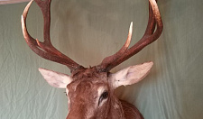 Preview Red deer head