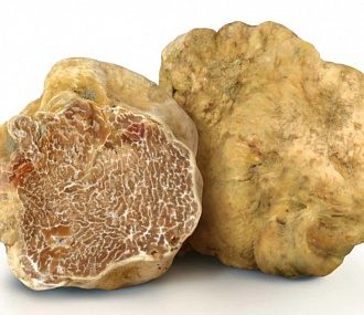 Truffle white WHITE TRUFFLE BIANCHETTO (TUBER BORCHII)