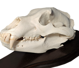 Kamchatka bear skull on medallion