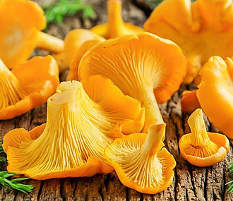 Chanterelle mushrooms whole, frozen 8kg