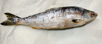 Превью Pink salmon, fresh-frozen, not gutted 0.8-1.8 kg