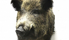 Preview Big boar head