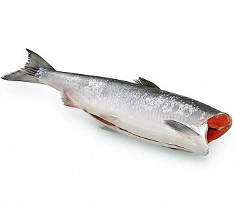 Individually frozen gutted sockeye salmon without head 2.3+ kg (box 25 kg)