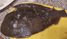 Preview White-bellied flounder PBG 