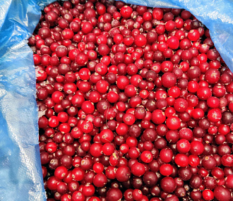 Wild cranberry 10 kg (box)