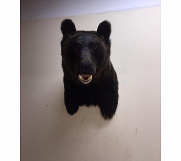 Фото Head (Cape) of a brown bear 1.9 m