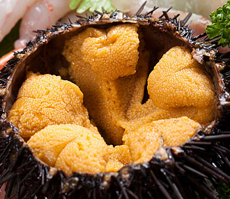 Frozen sea urchin caviar