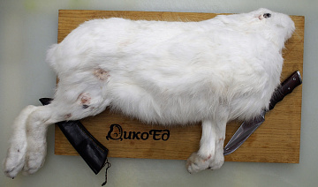 Фото White hare (in the skin)