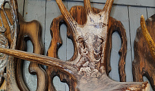 Preview Elk horn with elephant