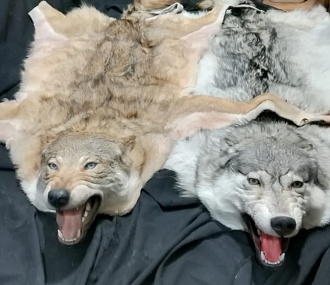 Wolf rugs