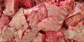 Фото European deer lung