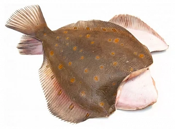 Фото Spotted flounder Murmansk, gutted, headless 1kg+
