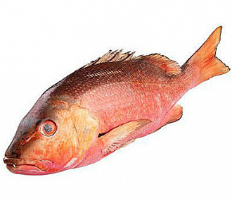 Red snapper fish RED SNAPPER (LUTIANUS MALABARICUS) whole, ungutted, s/m