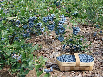 Фото Frozen wild blueberries 15 kg