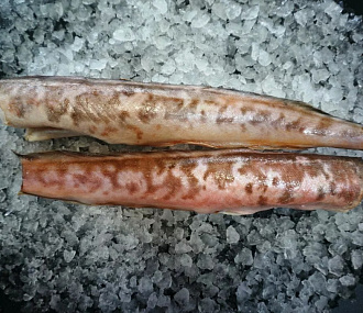 Pink cusk-eel freshly frozen 200-500