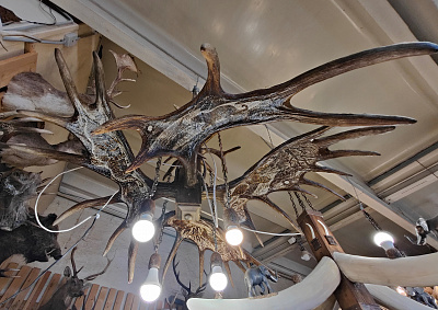 Превью Chandelier with moose horns with drawings