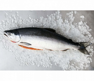 Sockeye salmon, unit-frozen, gutted without head