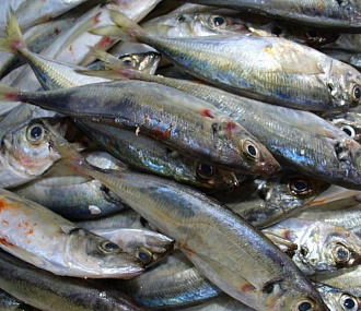 Black Sea horse mackerel 8-10 (box 18kg)