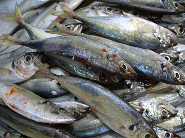 Фото Black Sea horse mackerel 8-10 (box 18kg)