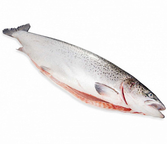 Chinook salmon, unit frozen