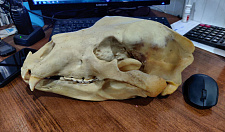 Preview Bear skull