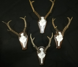 Roe deer skulls on a medallion