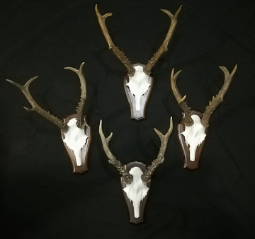 Фото Roe deer skulls on a medallion