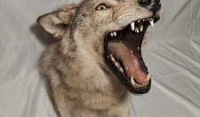 Preview Stuffed wolf angry