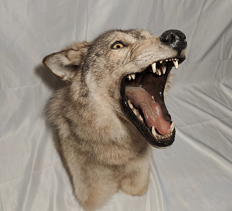 Превью Stuffed wolf angry