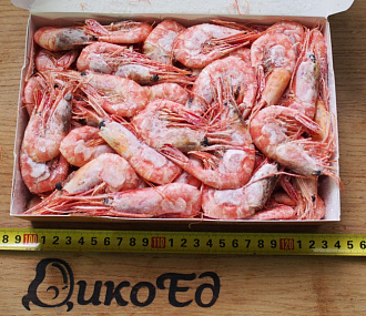 Northern shrimp 60/80