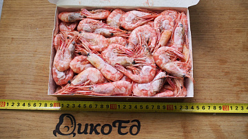 Фото Northern shrimp 60/80