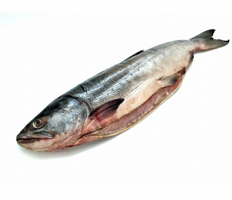 Pacific chum salmon, gutted, with head 3-6kg