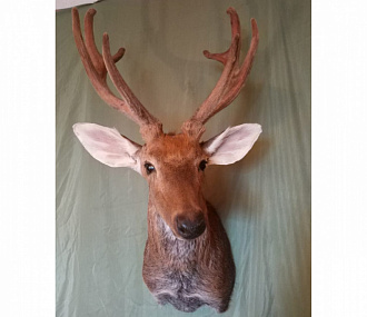 Dappled deer head with antlers