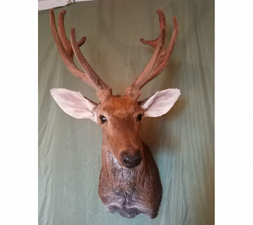 Фото Dappled deer head with antlers